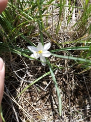 Leucocrinum montanum