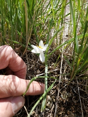Leucocrinum montanum