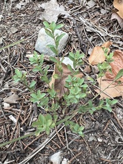 Phyllanthus polygonoides