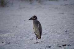 Nyctanassa violacea violacea