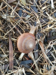 Quantula