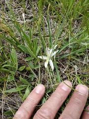 Leucocrinum montanum