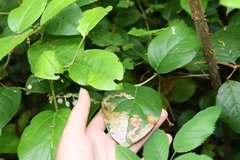 Cameraria gaultheriella