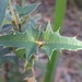 Podolobium ilicifolium - Photo (c) Nick Lambert, algunos derechos reservados (CC BY-NC-SA), subido por Nick Lambert