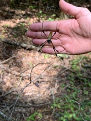 Trichonephila clavipes