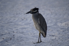 Nyctanassa violacea violacea