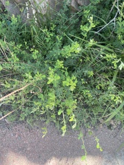 Lespedeza floribunda