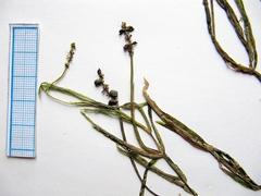 Potamogeton mandschuriensis