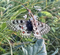 Parnassius nomion