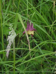 Aquilegia oxysepala