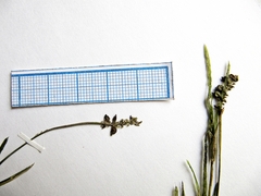 Potamogeton mandschuriensis