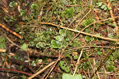 Peltigera venosa