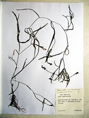 Potamogeton mandschuriensis