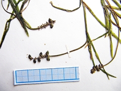 Potamogeton mandschuriensis