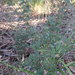 Podolobium ilicifolium - Photo (c) Nick Lambert, μερικά δικαιώματα διατηρούνται (CC BY-NC-SA)