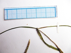 Potamogeton mandschuriensis