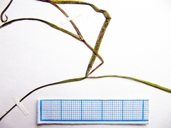 Potamogeton mandschuriensis