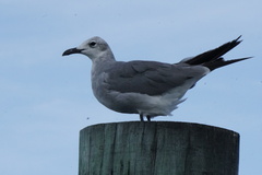Leucophaeus atricilla megalopterus
