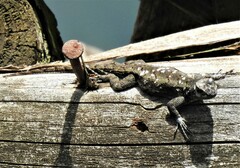 Sceloporus anahuacus