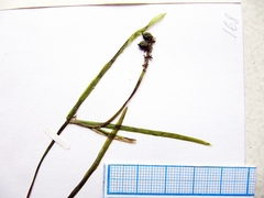 Potamogeton mandschuriensis