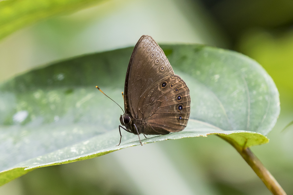 Mandarinia