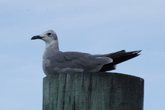 Leucophaeus atricilla megalopterus