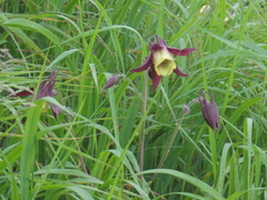 Aquilegia oxysepala