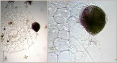 Actinosphaerium eichhornii
