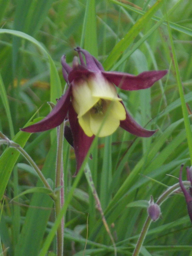 Columbine