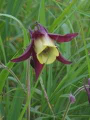 Aquilegia oxysepala
