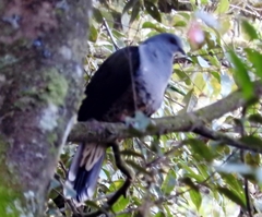 Cryptophaps poecilorrhoa