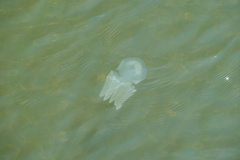 Acromitus flagellatus