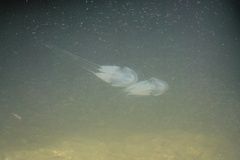 Acromitus flagellatus