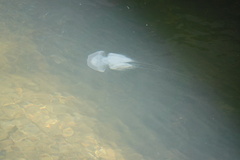 Acromitus flagellatus