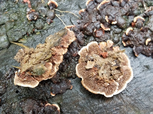 Gloeophyllum striatum image