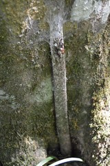 Sphodros