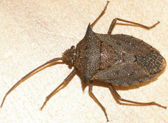 Neagenor spinosus
