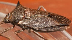 Neagenor spinosus