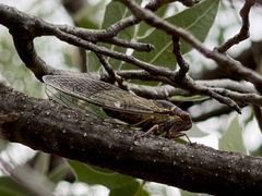 Diceroprocta semicincta
