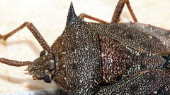 Neagenor spinosus