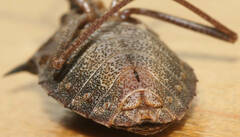 Neagenor spinosus