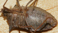 Neagenor spinosus