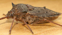 Neagenor spinosus