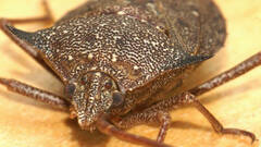 Neagenor spinosus