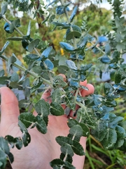 Eucalyptus crenulata