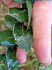 Eucalyptus crenulata