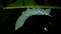 Xylophanes chiron