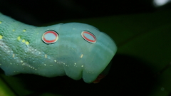 Xylophanes chiron