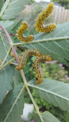 Pristiphora geniculata