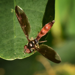 Ocyptamus fuscipennis